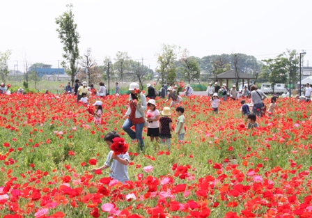 ポピーの花摘みを楽しみました