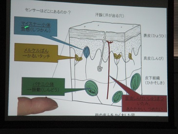 皮ふはセンサー？1